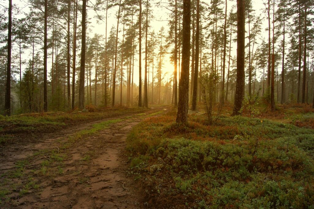 skog